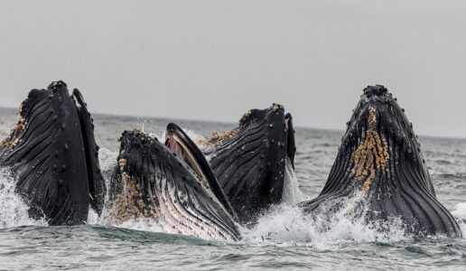 Watch: Kayaker Has A Stunning Encounter With A Whale And Its Calf