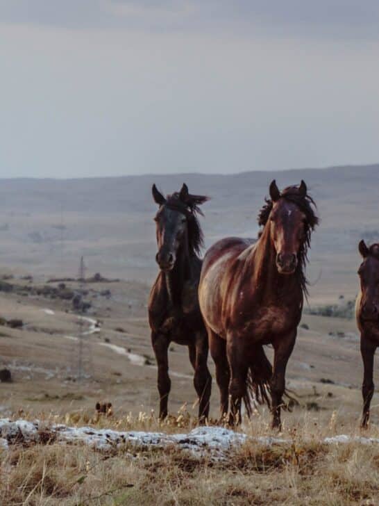 Canada’s Wild Horses Devastating Biodiversity