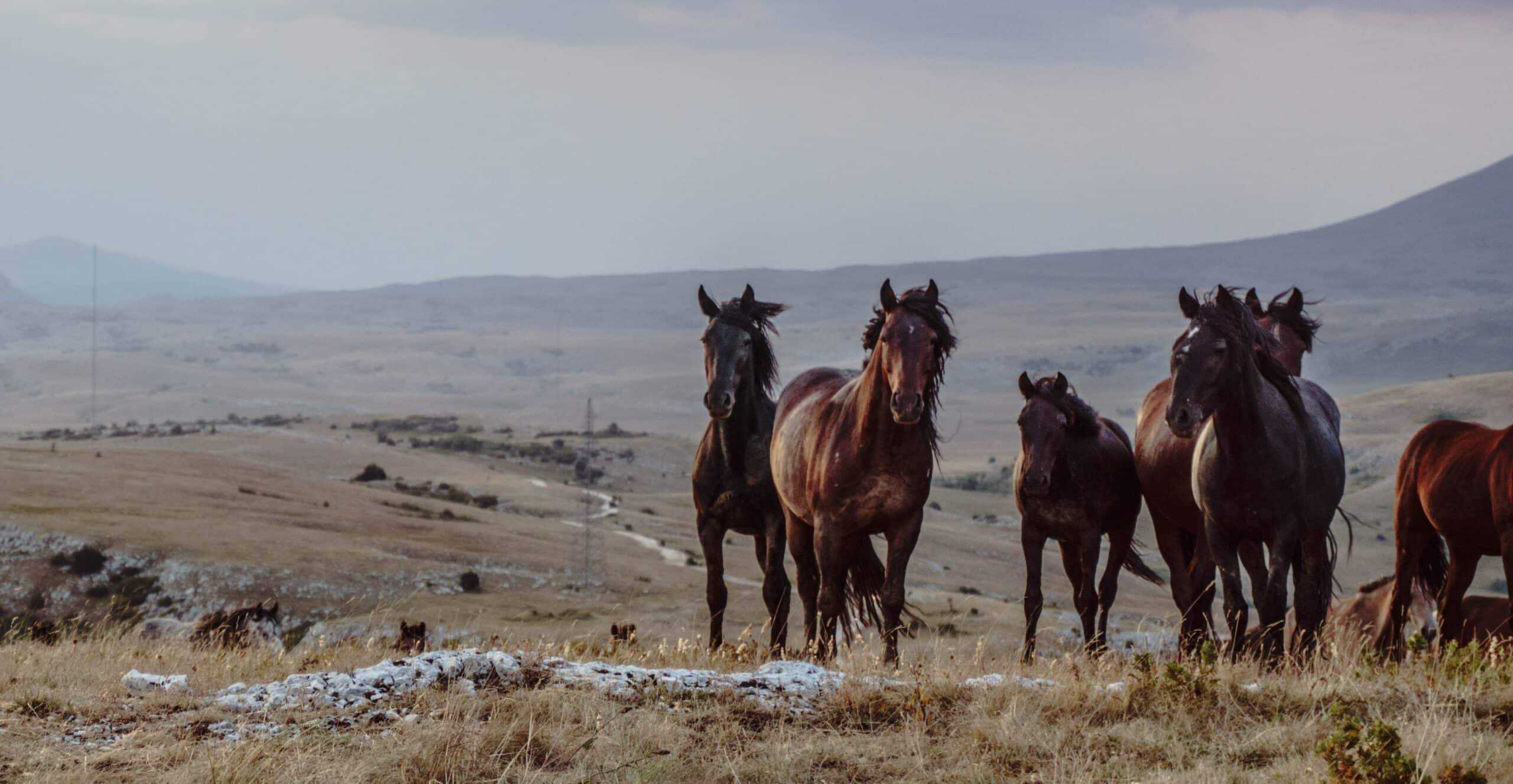 Wild Horses