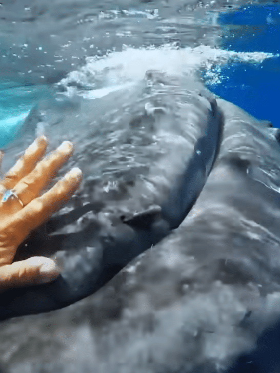 Watch: Whale Protects Scientist From Tiger Shark