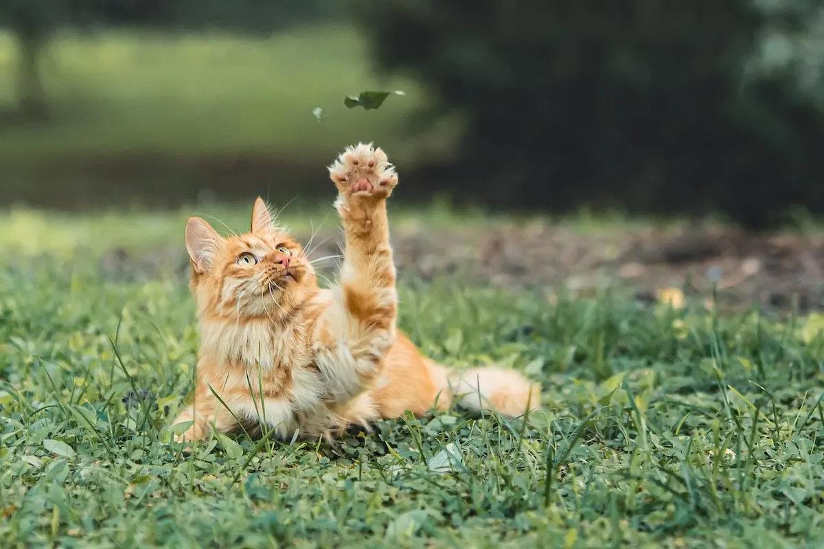 Cat eat cucumber