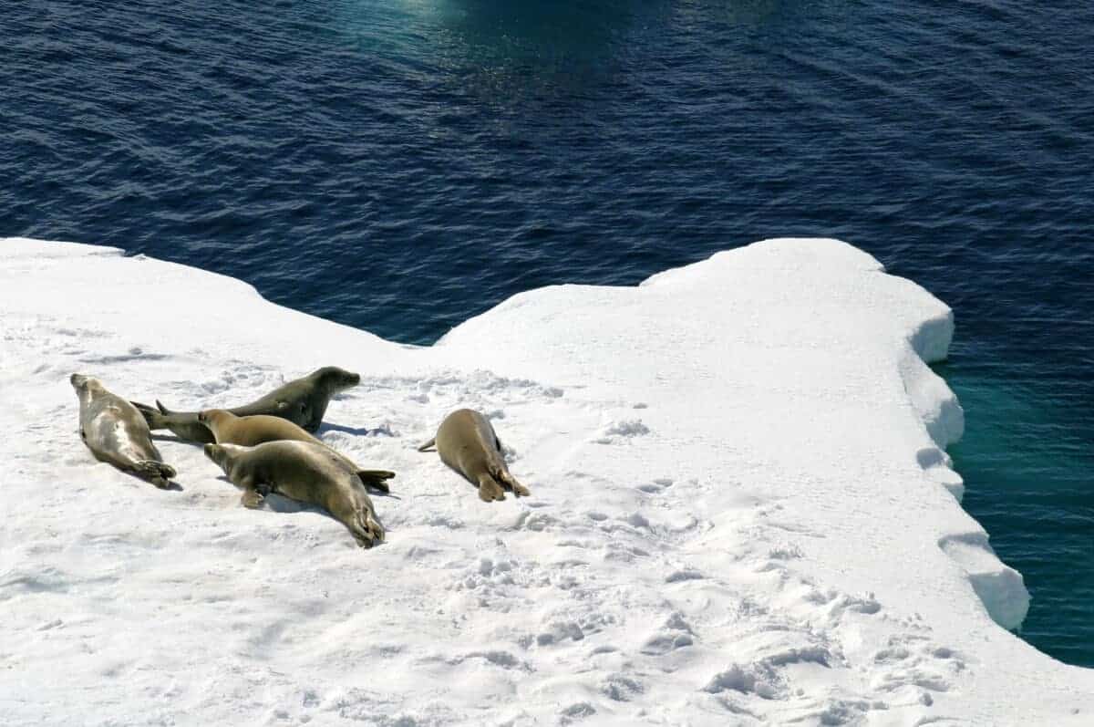 seals in Antarctica