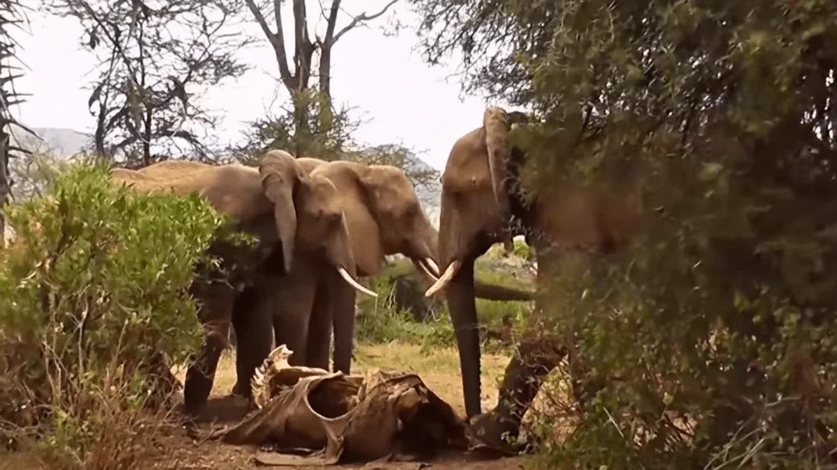 Elephants mourn loss of mother