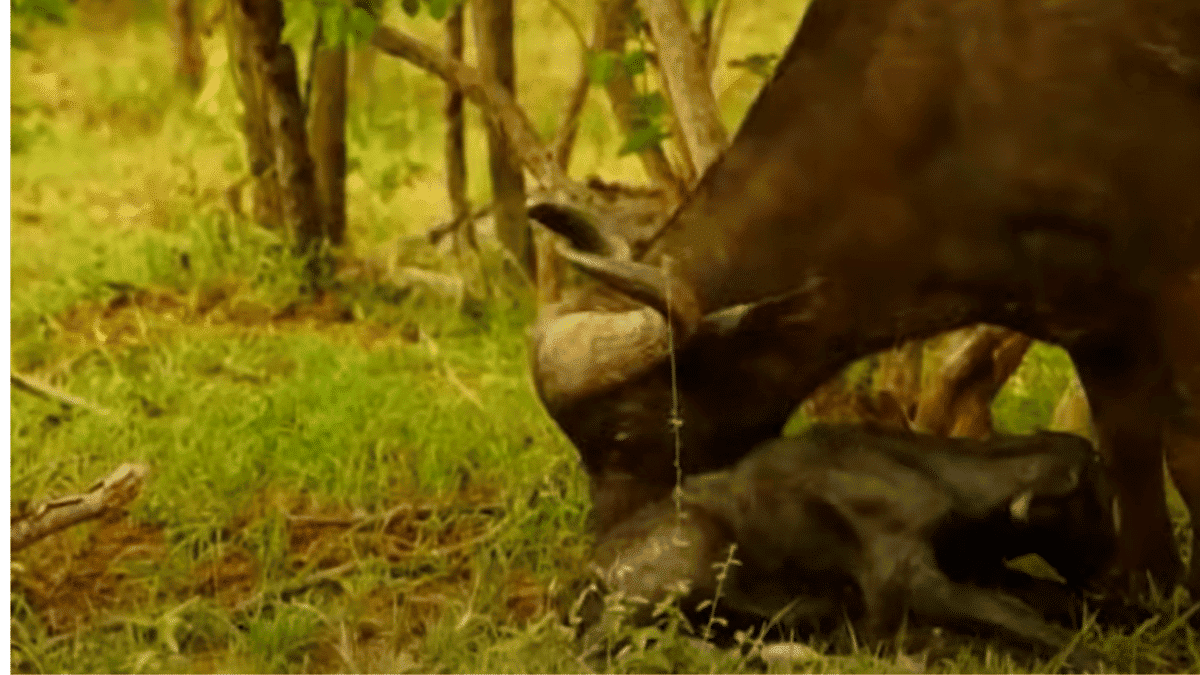buffalo giving birth to baby