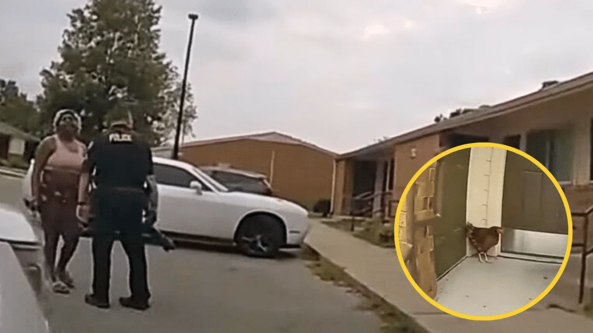police chase down chicken fowl in funny video