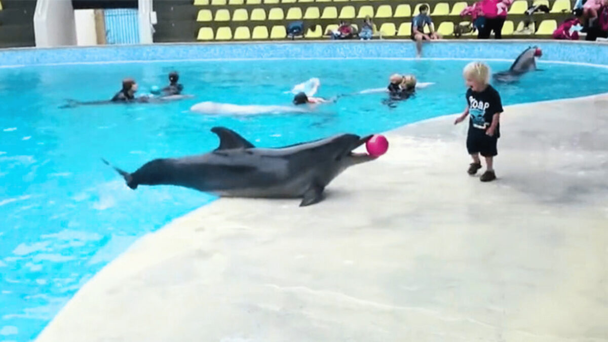 boy and dolphin excitingly play ball