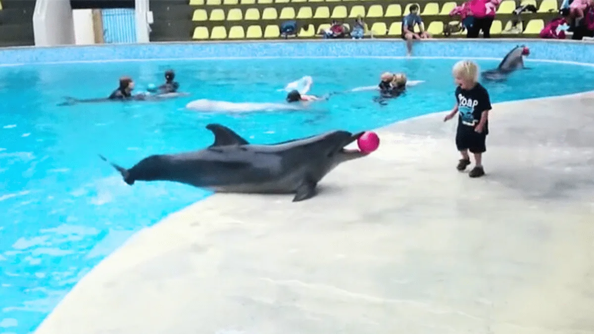 boy and dolphin excitingly play ball