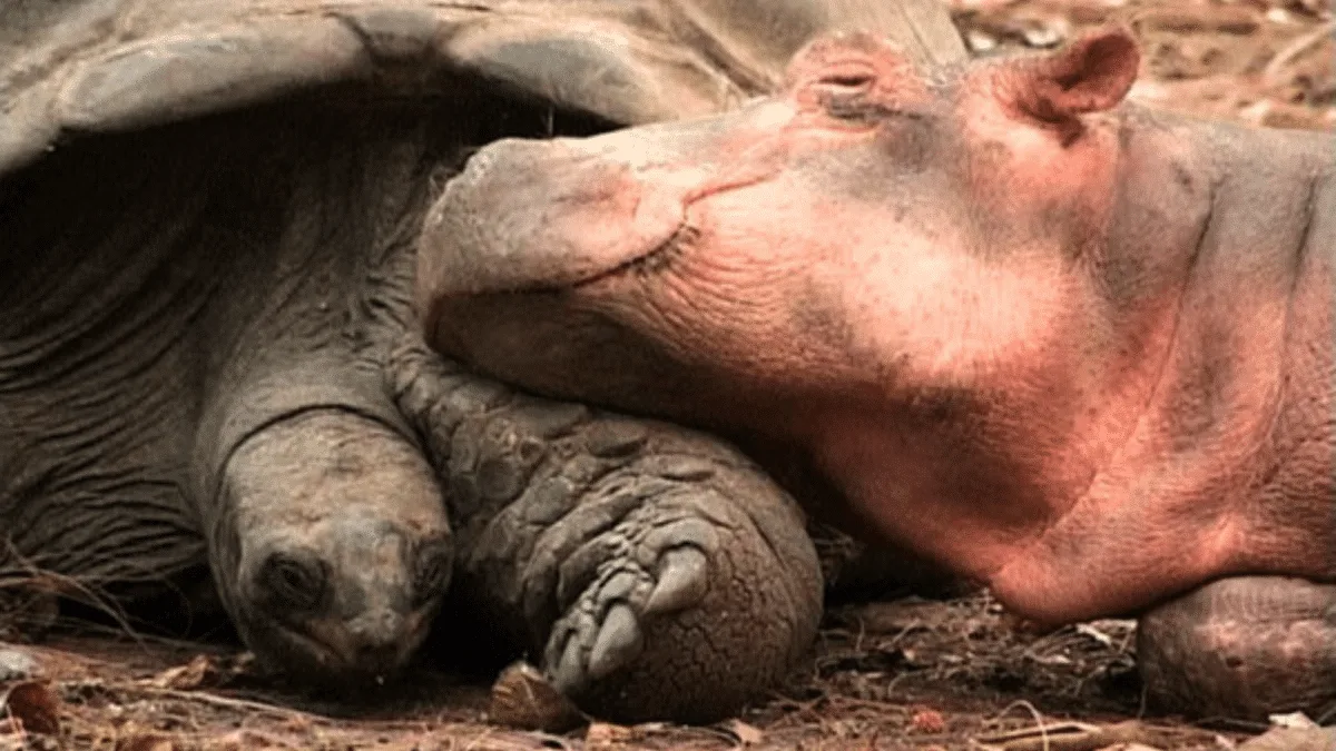 Tortoise saves baby hippo after tsunami