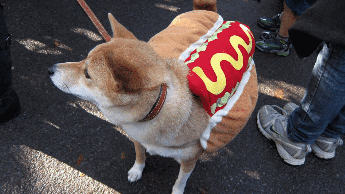 dog dressed as a hotdog