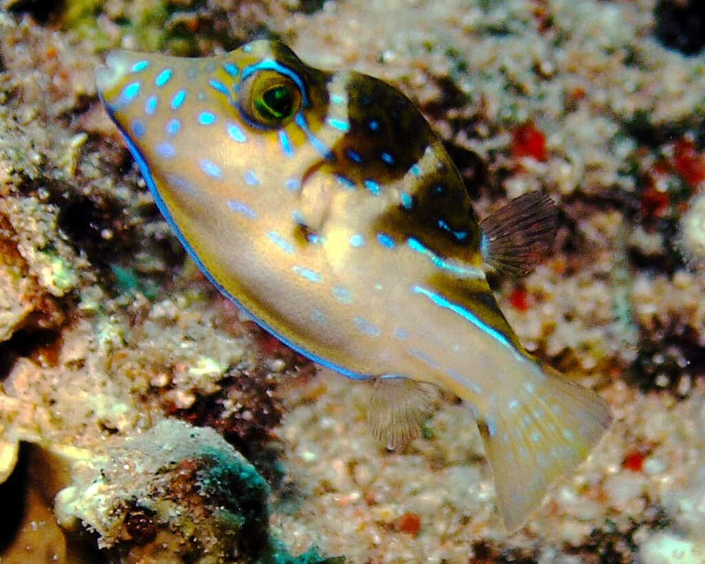 Toby Puffer.
