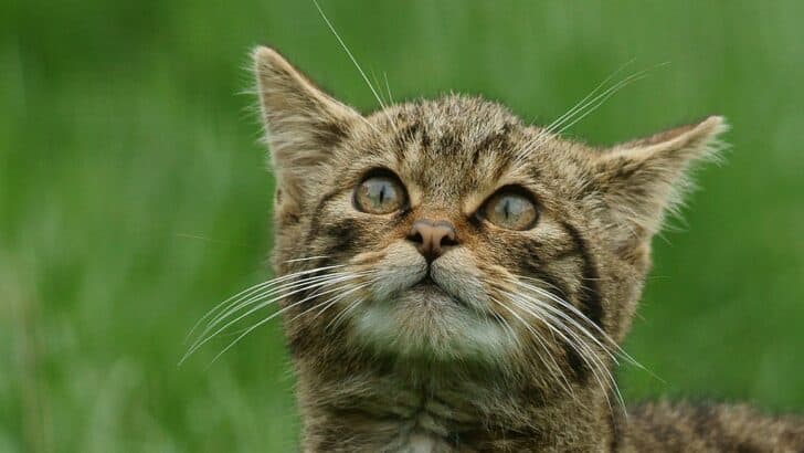 Brink Of Extinction: Rescuing Scottish Wildcats