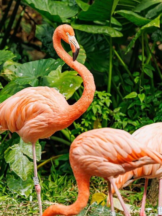Top 10 Animals with Long Necks