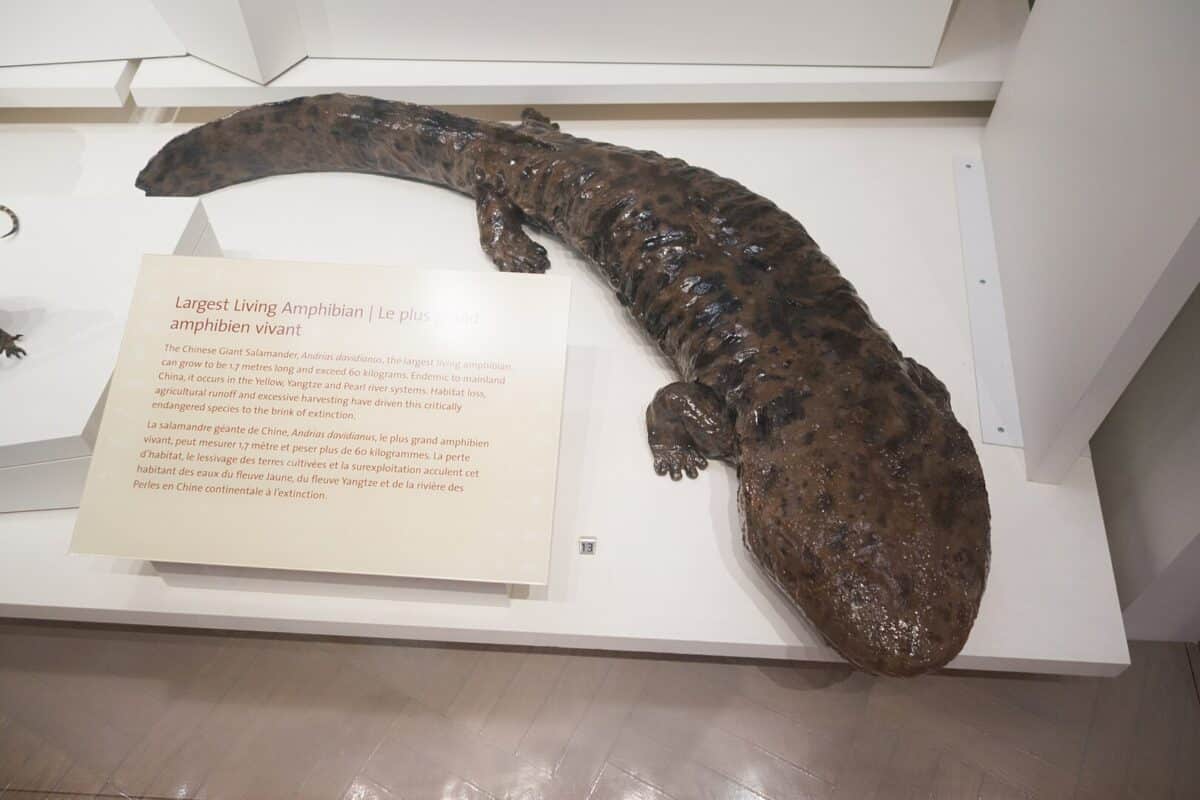 Top 10 Iconic Chinese Animals Animals Around The Globe Top 10 Iconic Chinese Animals Animals Around The Globe