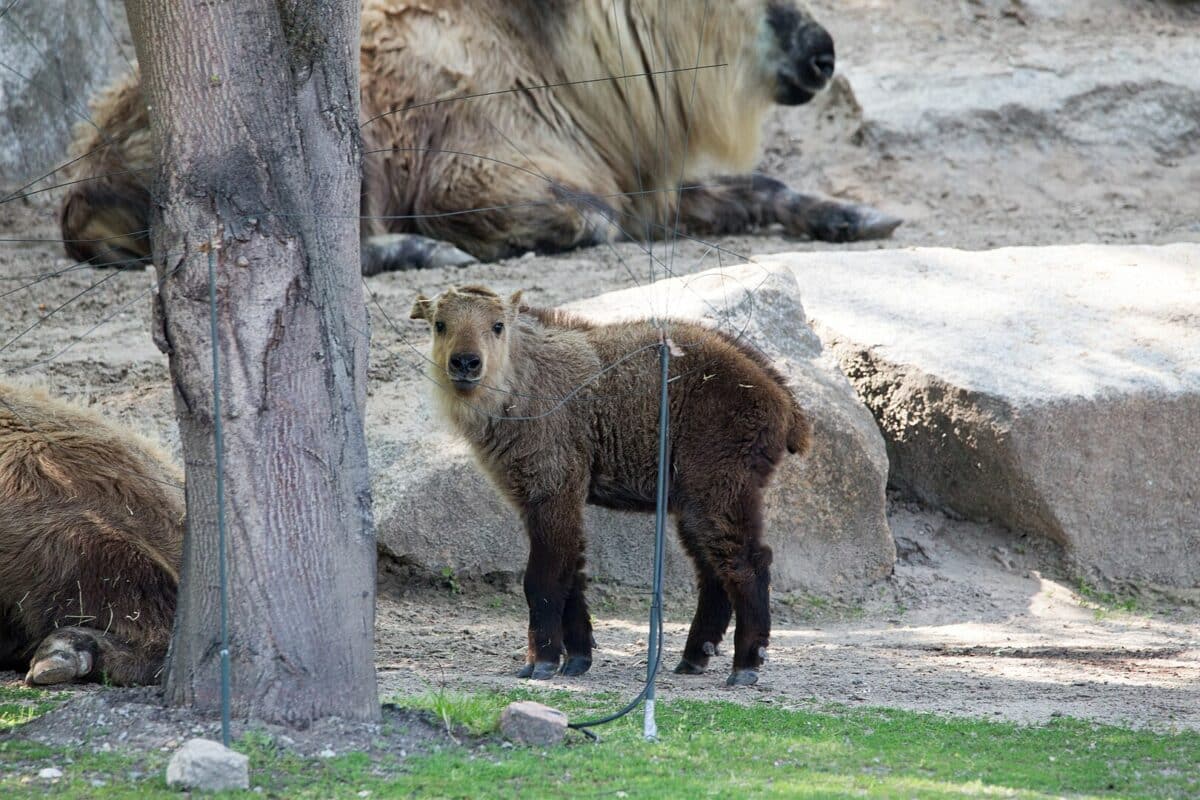 Sichuan-Takin.