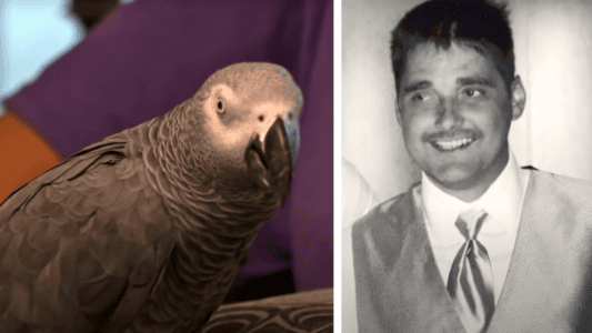 This Parrot Was a Key Witness in a Murder Trial in Michigan
