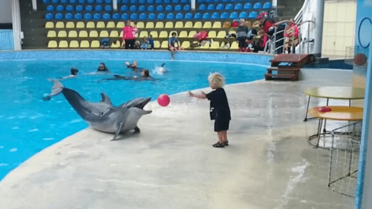 boy and dolphin play ball