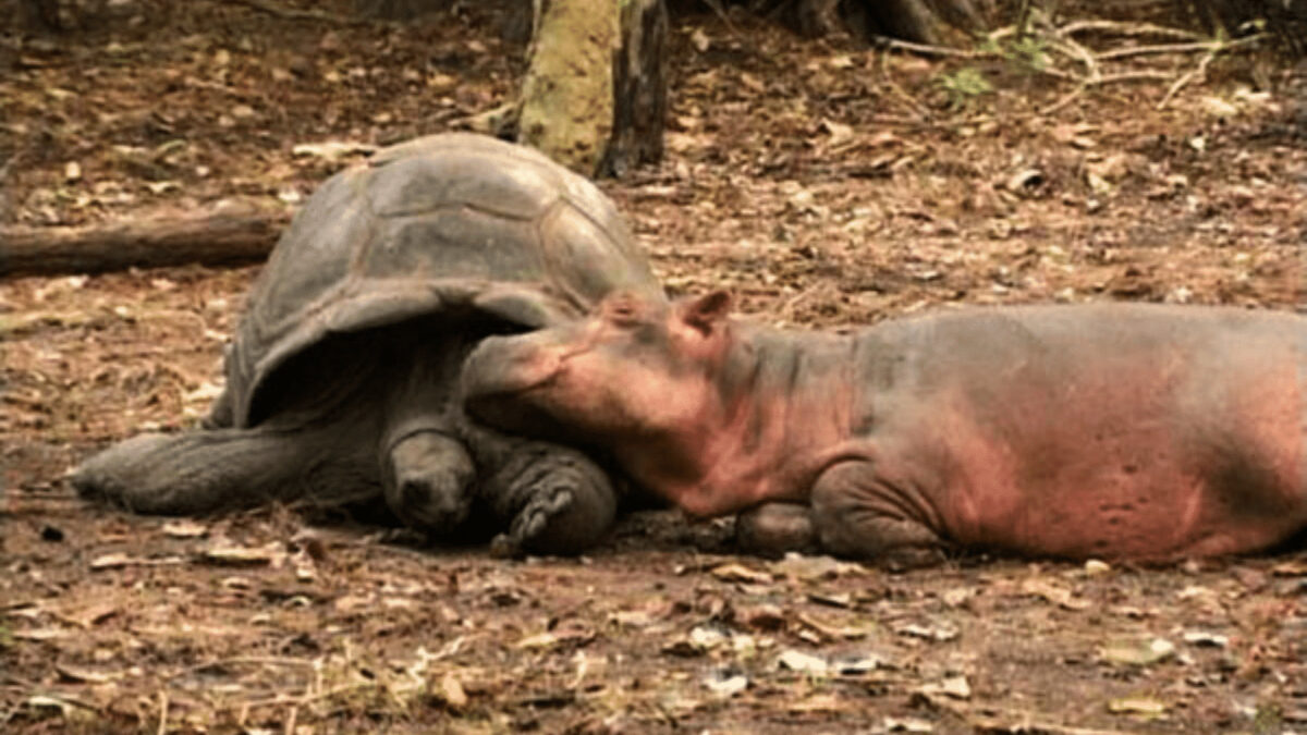 Tortoise saves baby hippo after tsunami