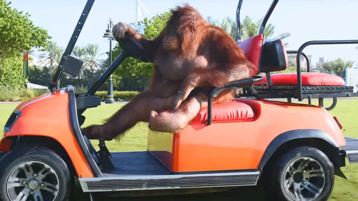 Orangutan drives golf cart