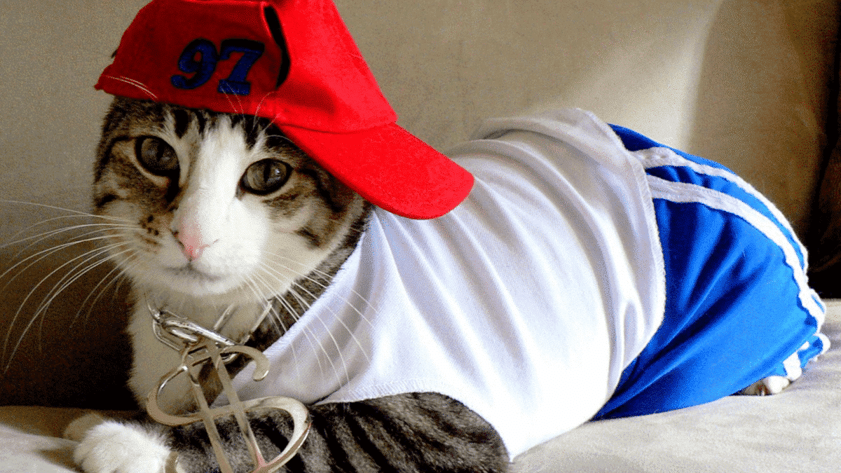 cat dressed up in gansta costume