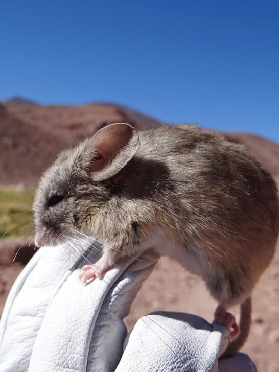 Mice Found To Thrive At Extreme Altitudes
