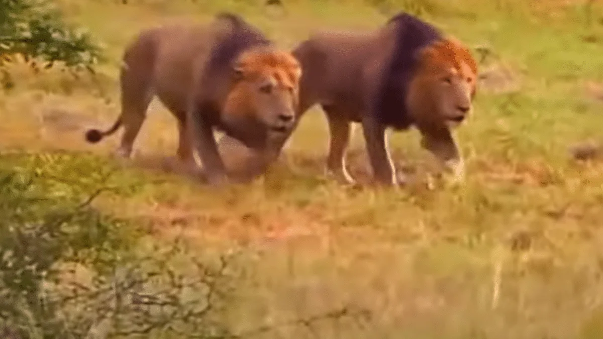 lions approaching baby buffalo