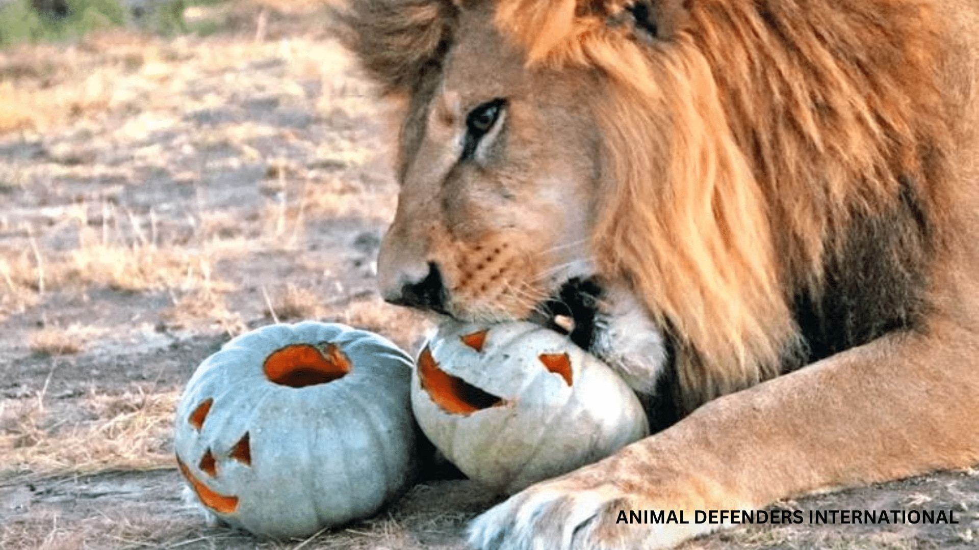 Lion Turns Into Halloween Ghost Pet