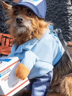 dog dressed as a mail man
