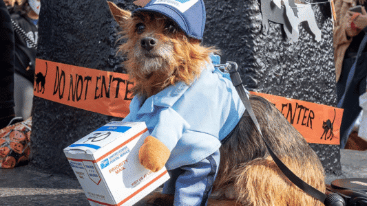 Why Do We Dress Our Pets In Halloween Costumes?