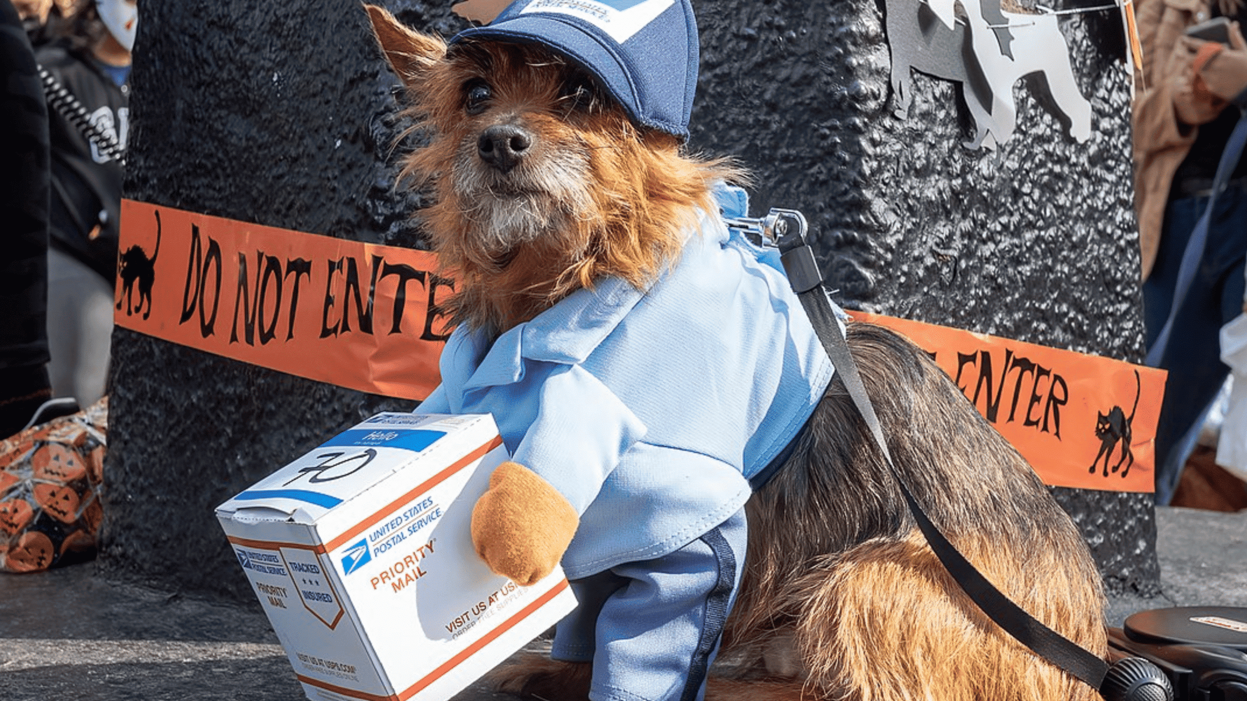 dog dressed as a mail man