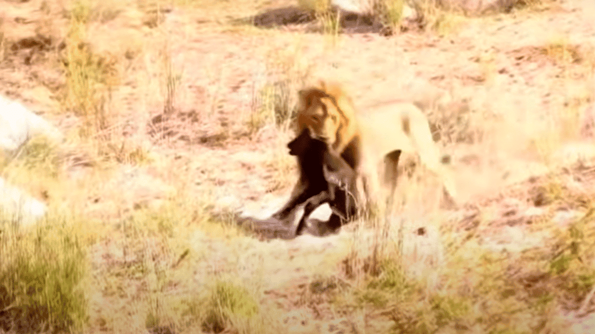 lion dragging buffalo baby away from mother