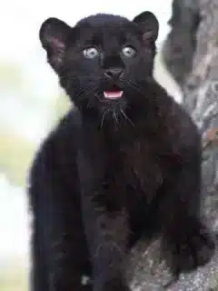 Black Panther Luna