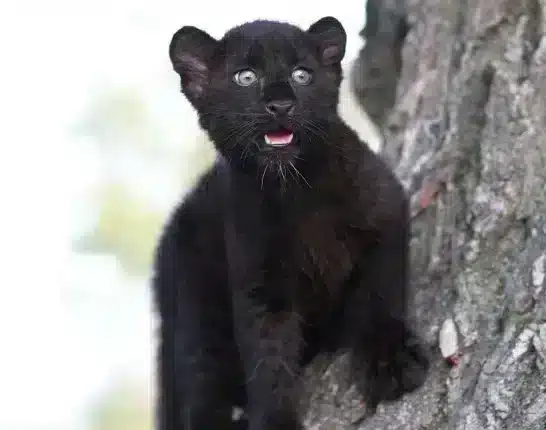3-Year-Old Black Panther Housed As Pet
