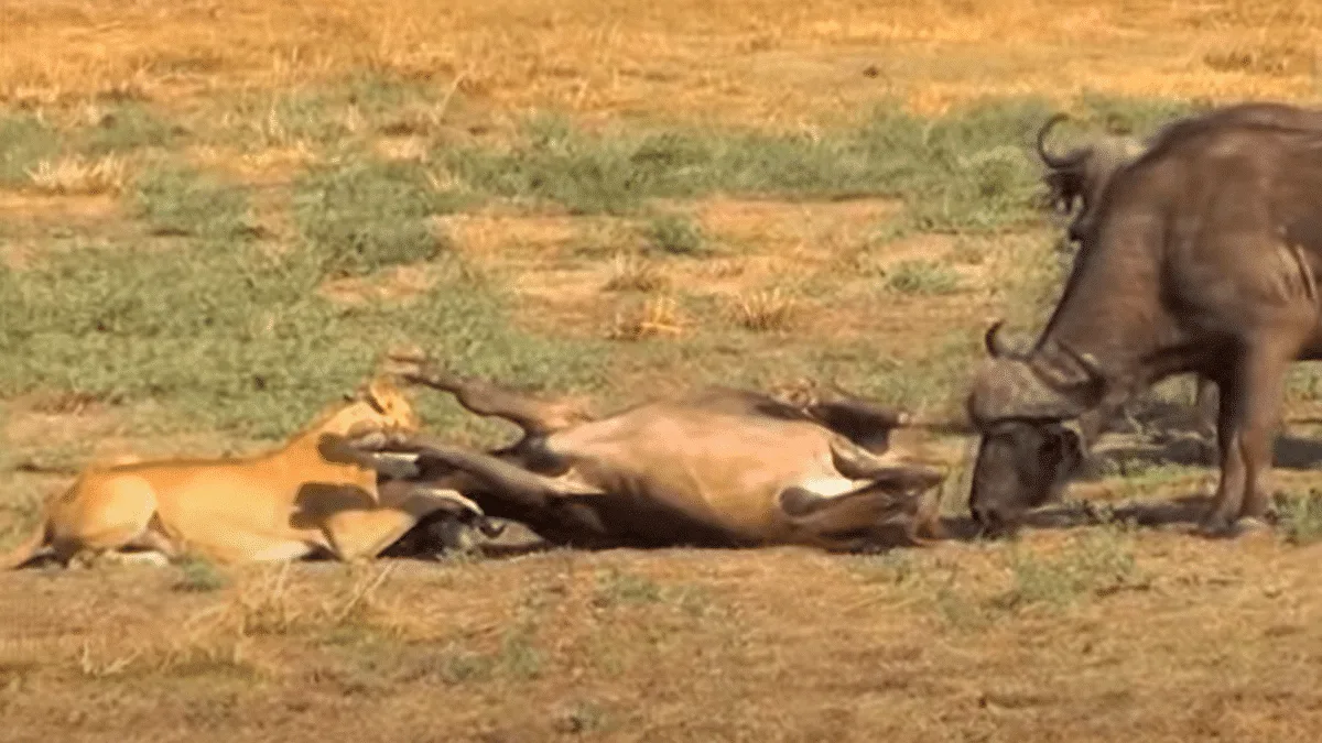 buffalos and lions fighting