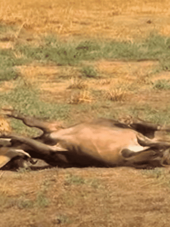 This Buffalo Mother Sacrificed Herself To Save Her Baby&nbsp;
