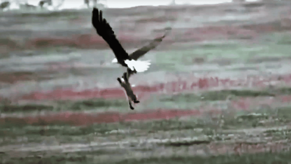eagle snatches fox with rabbit prey