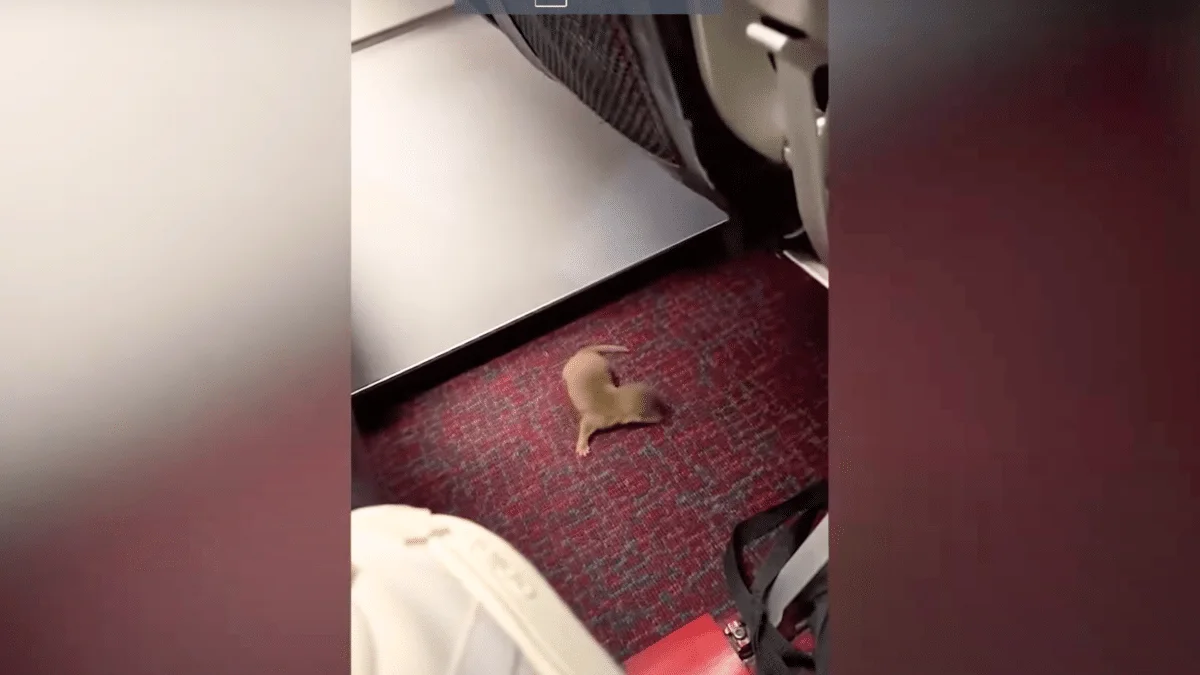 otter found on plane