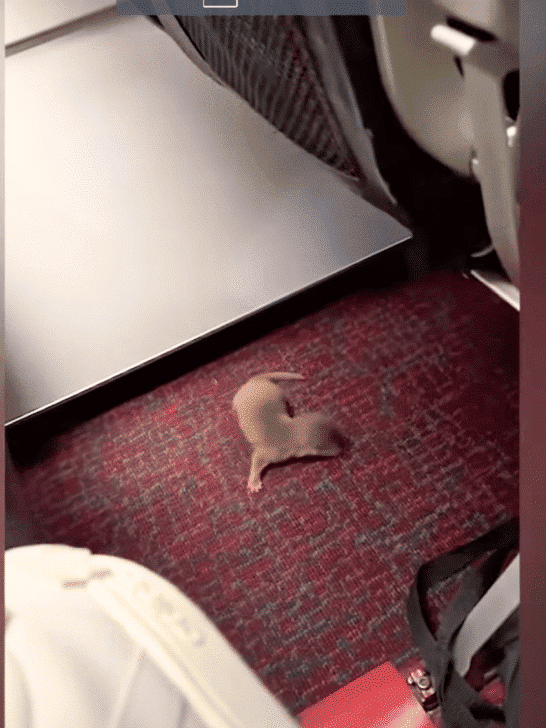 Aircraft Passengers Panic As Otter and Rat Found Roaming Free