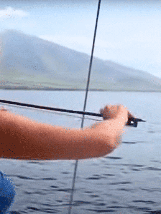 Whales Mesmerized By Violin&nbsp;