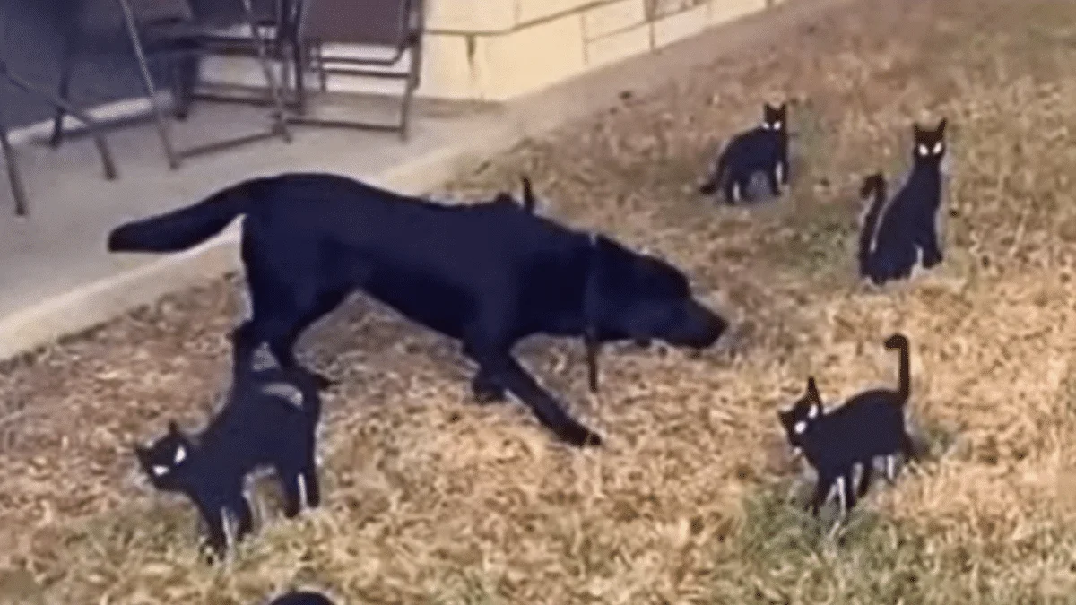 Labrador meets Halloween cats