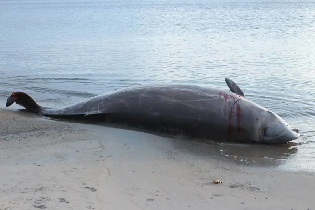 Cuvier's beaked whale