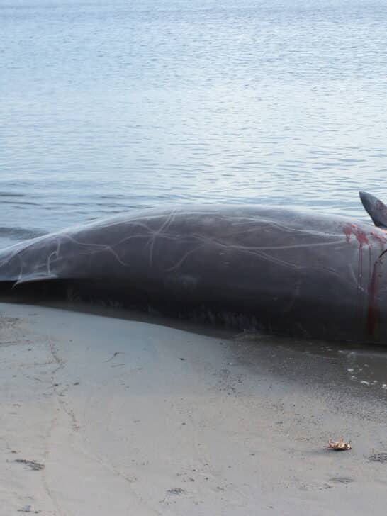 Rare Cuvier’s Beaked Whale Washes Ashore in South Africa