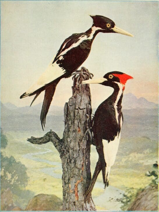 Extinct or Not Extinct: The Ivory-Billed Woodpecker
