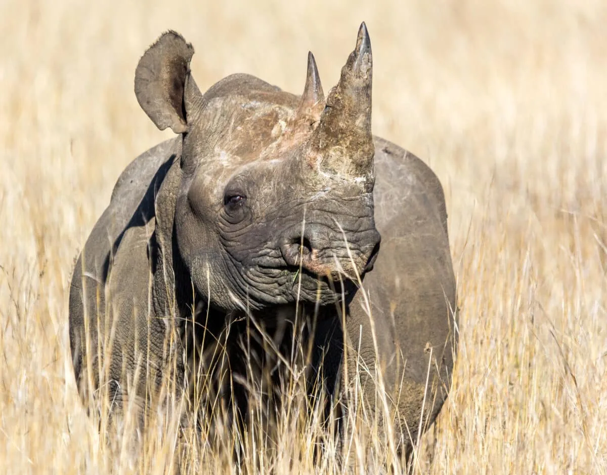 rhino