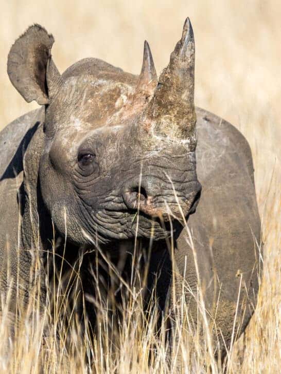 Africa Rhinos Population On The Rise