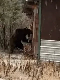 Grizzly Bear Tears Down Cabin Wall