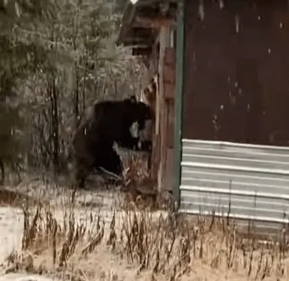 Grizzly Bear Tears Down Cabin Wall