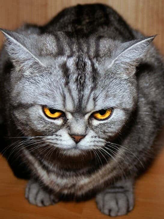 Cats Have Nearly 300 Facial Expressions: Decoding the Feline Language