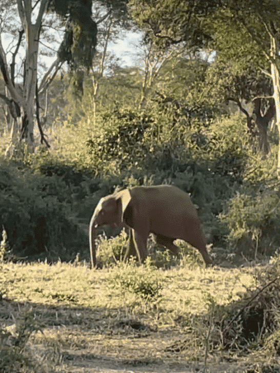 Watch: A Young Thee-Legged Elephant in Wild South Africa