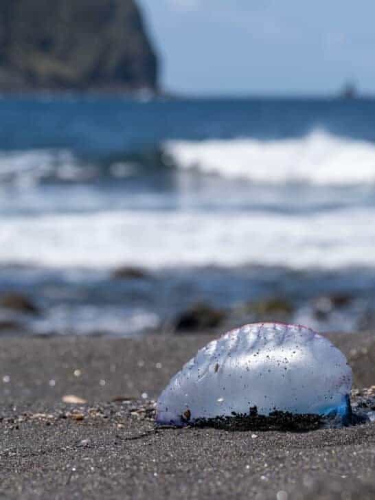 The Invasion of the Portuguese Man o&rsquo; War: Blame It on Climate Change!