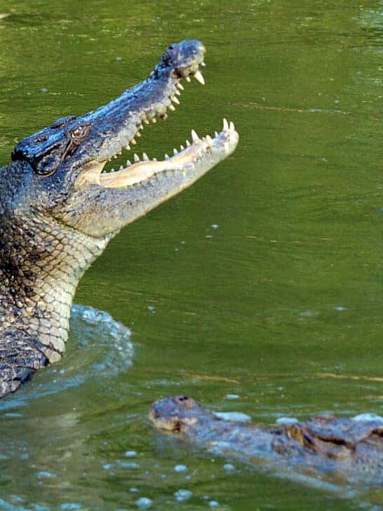 Zoo Keeper Suffers Serious Arm Injury in Shocking Animal Attack